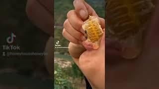 Eating Honey Comb with a Bee   