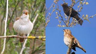 Four Hours Relaxing Birdsong: Blackbird, Nightingale, Song Thrush and Garden Warbler