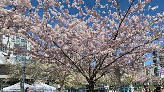 Cherry blossom Festival 2024#Vancouver