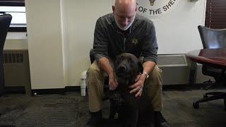 A special K9 in Jackson to have a job in and outside of the sheriff's office