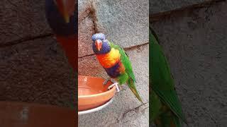 Lori Sounds - Cute Lorikeet