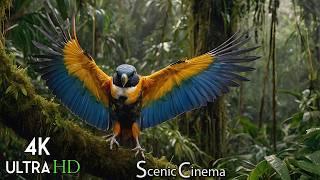 Tropical Bird Sounds - Scenic Relaxation Birds | Birds Nature Video | 4K Birds Scenic Cinema