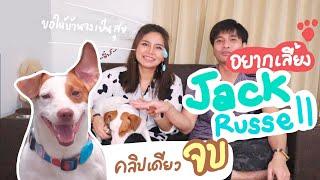 อย่าซื้อ!! หมาพันธุ์ Jack Russell ถ้ายังไม่ดูคลิปนี้ - ดื้อซน|ชอบกิน|บ้าพลัง|แจ็ครัสเซลล์เทอร์เรีย