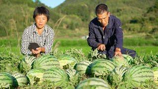 甜蜜满田西瓜丰收，阿嬷用一瓜做四种夏日冷饮，又红又甜冰爽过瘾|Watermelon【闽湖阿嬷Fujian Grandma】