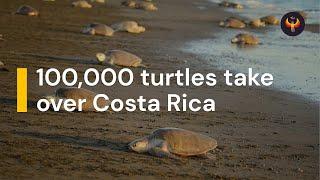  Why 100,000 Turtles Are Taking Over Costa Rica