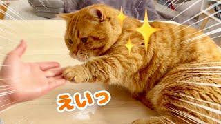 笑ってはいけない猫動画！【※笑いすぎ閲覧注意】 #猫 #マンチカン