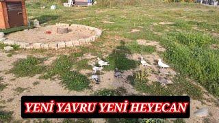 SIFIRDAN YAVRU GÜVERCİN EĞİTİMİ.İLK NE YAPMANİZ LAZIM VİDEODA