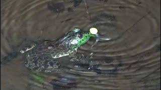 I will teach you how to catch 50 bullfrogs in one day.