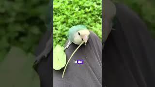 The Wonders of Bird Nests
