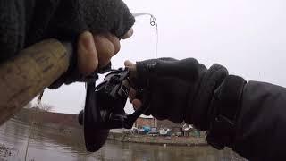 Huge grass carp in Klaipeda city, with Memel Coast Fishing 