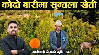 मावोबादीका नेता सुन्तला खेती र बाख्रा पालनमा - Orange farming | Goat husbandry | Krishna Niraula