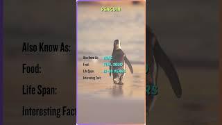 "Meet the Majestic Animals | Animal Name, Facts, and More | YouTube Shorts" #ZB6 #ZoomorphicBytes
