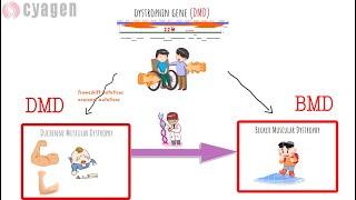 DMD: The Pathogenic Gene of Duchenne Muscular Dystrophy