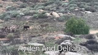 @AydenandDelilah See The School Of Donkeys 🫏 #like #subscribe #donkey #2022 With @SoniaStar.