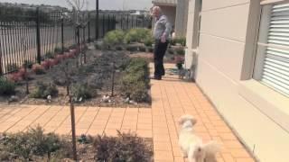 PETS IN VILLAGES