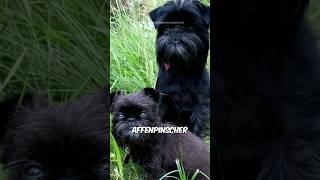 Affenpinscher