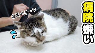 My cat's attitude at the hospital and at home is completely different, and it's kawaii [Hospital].