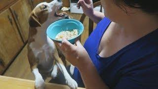 Making Homemade Dog Food |  Life With Sandy