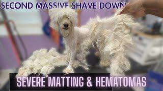 SEVERLEY MATTED MINI DOODLE, MASSIVE TRANSFORMATION!!!