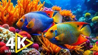 Ocean Colors 4K (ULTRA HD) - Beautiful Coral Reef Fish - Relaxing Music for Stress Relief