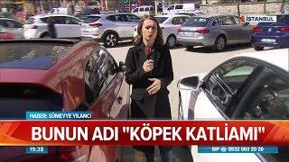 Bunun adı ''köpek  katliamı''  - Atv Haber 22 Mart 2019