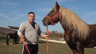 Caii lui Vladut de la Floresti, Cluj - 2024 Nou!!!