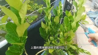 花盆种柠檬，秋季别乱剪！记住“2剪2不剪”，果子压弯枝