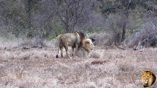 Brotherly Love.  Two Hurt Old Lions Stick Together - Casper The White Lion And Shishangaan Brother