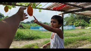 তিতা এই ফল পাকলে মিষ্টি হয়ে যায় | Doyel Agro