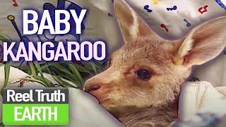 Raising a Orphaned BABY Kangaroo | A Joey Called Jack | Animal Documentary | Reel Truth Earth