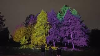 Illumination: Tree Lights at The Morton Arboretum | 2023