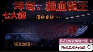 『樂魚愉人水族』“獨家漁場 坤甸．超血龍王  ”