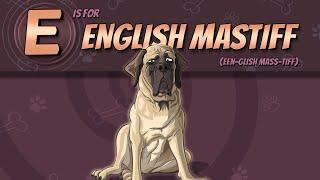 The English Mastiff