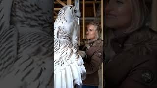 The Perfect King owl white and gray #animals #shorts
