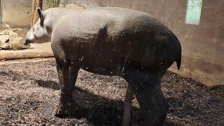 TAPIR TUMAYO NA LAYLAY PAaria flemm überträgt einen Livestream.