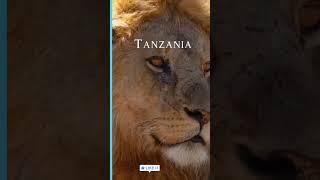 Tanzania: The Most Unique Culture on Earth #shorts #trending #travel