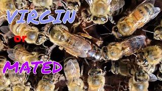 How To Tell A If a  Queen is a Virgin or Mated  #beekeepingtips