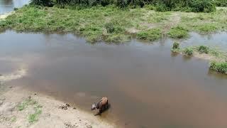 The Congo Basin - 2 hours 4K Drone footage of the rainforest , home to Western Lowland Gorillas