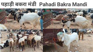 Pahadi Bakra Mandi Rajasthan पहाड़ी बकरा मंडी राजस्थान 19 11 2024  HR bakri Palan