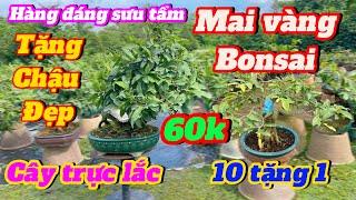 Mai vàng giá rẻ p900379703239 Thuận, Giao lưu vườn mai vàng bonsai trực lắc hàng chơi tết 2025