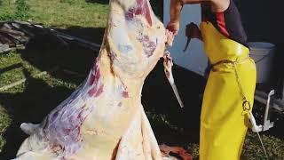 World's fastest butcher skinning a COW and CUTTING  skills