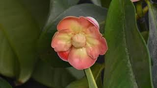 Time-lapse video of mangosteen flowering