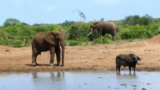 TSAVO WEST NATIONAL PARK SAFARI - JANUARY 2023