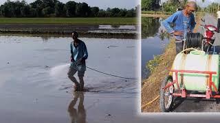 Liming in Rice Field