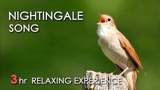 BEST NIGHTINGALE SONG - 3 Hours REALTIME Nightingale Singing, NO LOOP - Birdsong, Birds Chirping