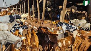 LIVESTOCK MARKET ORANYAN, IBADAN NIGERIA, WEST AFRICA. Goat, Ram and Sheep Market. Rural Village