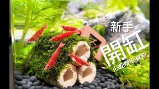 水族【新手開缸】入坑分享｜米蝦｜莫斯｜燈魚｜Set up a simple aquarium