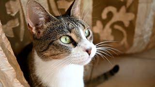 Emerald Eyed Cat Yawning On The Balcony