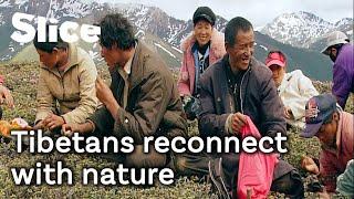 Tibetans in search of the magic potion | SLICE