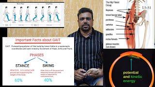 Which Muscles use in Heel strike (1st step) & What are Kinetic, Potential and GAIT in Spinal Injury?